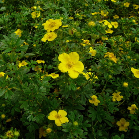 Potentilla fruticosa ‘Sommerflor’ - Ganzerik