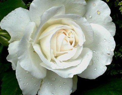 Rosa ‘Annapurna’ - grootbloemige roos