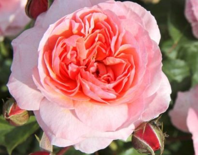 Rosa ‘Eeuwige Passie’ - Grootbloemige roos