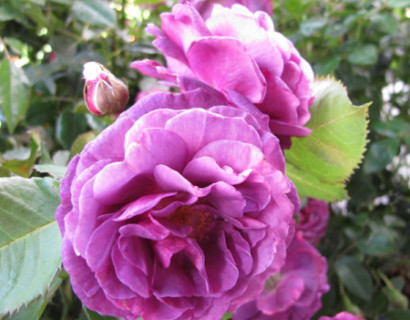 Rosa ‘Minerva’ - Grootbloemige roos