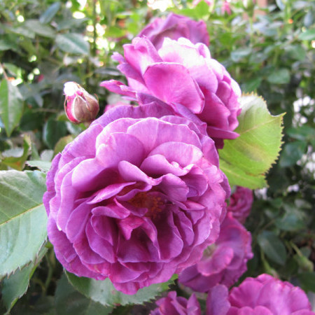Rosa ‘Minerva’ stam - stamroos