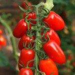 Hoeveel soorten tomatenplanten? Jawel, 16 soorten!