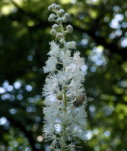 Actaea ramosa ‘Pink Spike’ (grote pot) - zilverkaars / Christoffelkruid