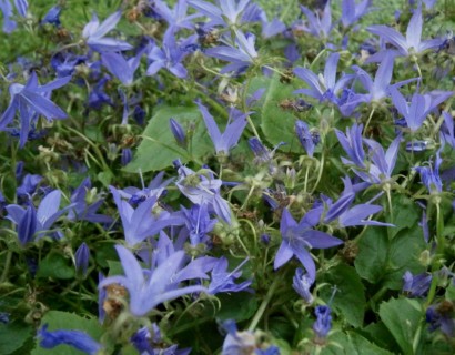 Campanula poscharskyana ‘Stella’ (grote pot) - klokjesbloem
