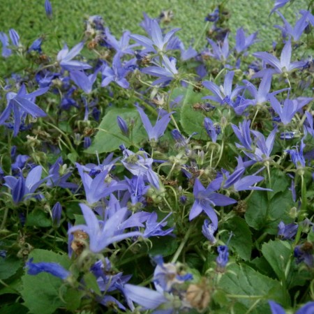 Campanula poscharskyana ‘Stella’ - klokjesbloem