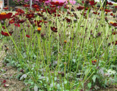 Cosmos atrosanguineus ‘Chocolate’  (grote pot) - chocoladebloem