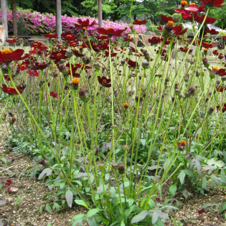 Cosmos atrosanguineus ‘Chocolate’  (grote pot) - chocoladebloem