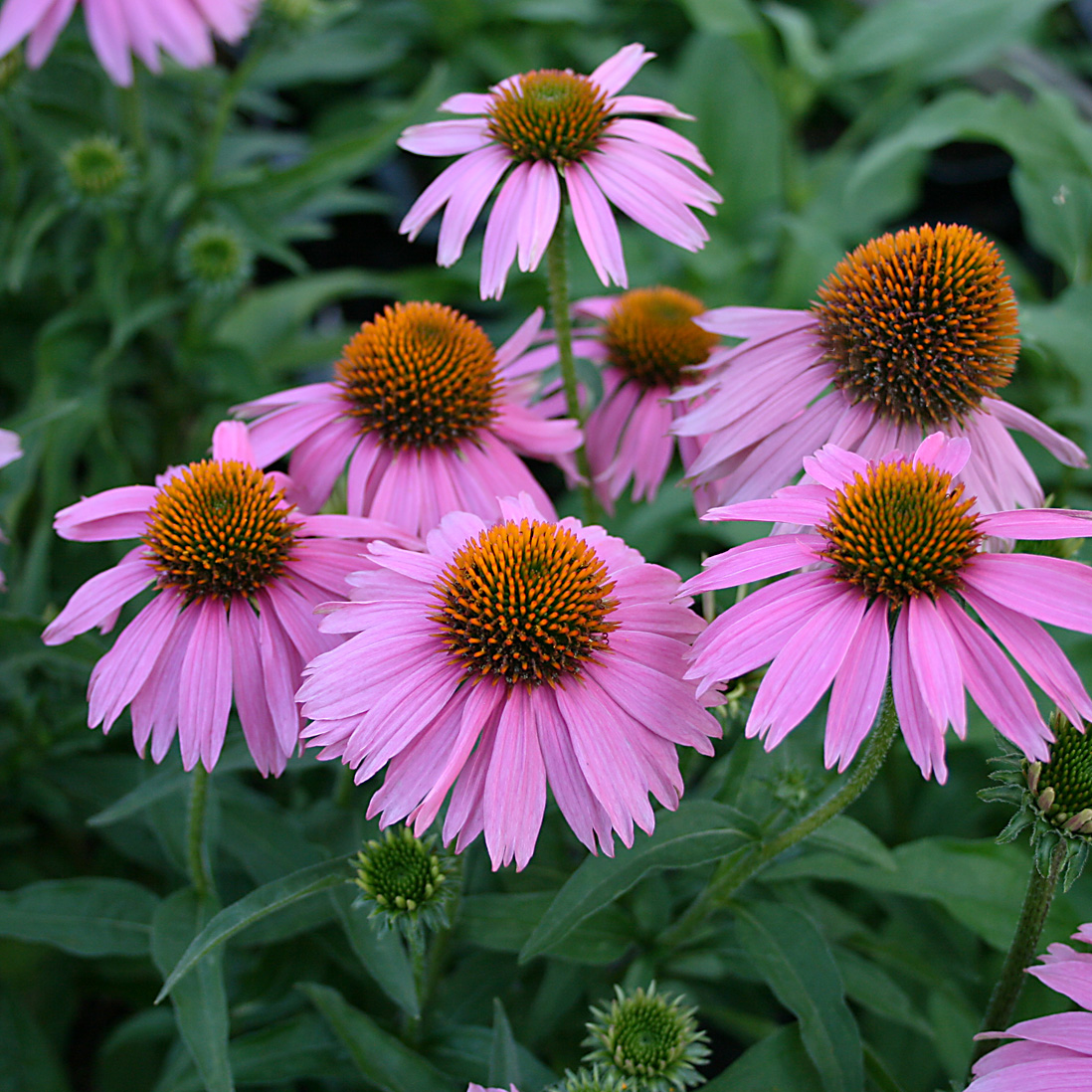 Echinacea 'Mistral'