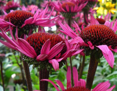 Echinacea ‘Fatal Attraction’ (grote pot) - zonnehoed