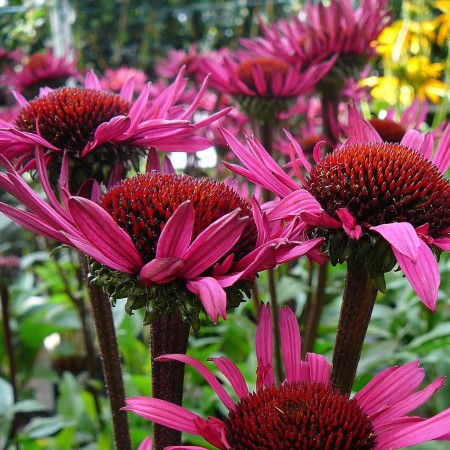 Echinacea ‘Fatal Attraction’ (grote pot) - zonnehoed