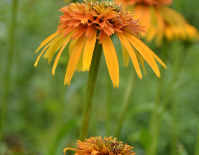 Echinacea ‘Marmelade’ (grote pot) - zonnehoed