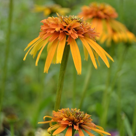 Echinacea ‘Marmelade’ (grote pot) - zonnehoed