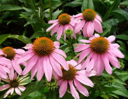 Echinacea ‘Mistral’ pot 2 liter - zonnehoed