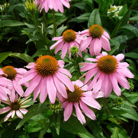 Echinacea ‘Mistral’ pot 2 liter