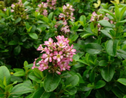 Escallonia ‘Pink Elle’ - geen