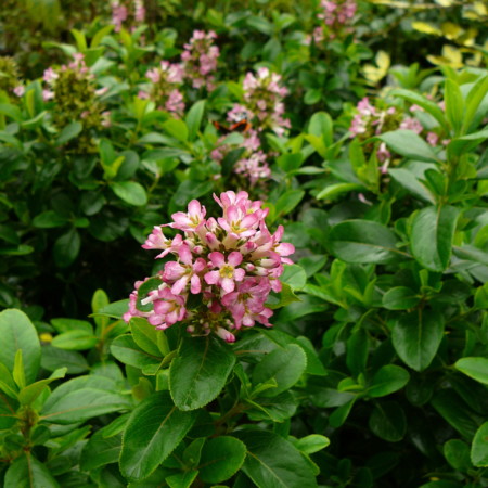 Escallonia ‘Pink Elle’ - 