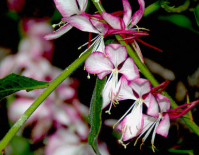 Gaura lindheimeri ‘Rosy Jane’ (grote pot) - prachtkaars