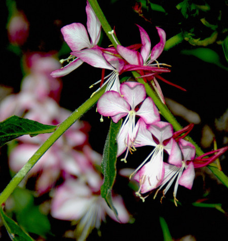 Gaura lindheimeri ‘Rosy Jane’ (grote pot) - prachtkaars