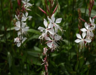 Gaura lindheimeri 'White' pot 3 liter