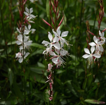 Gaura lindheimeri ‘White’ pot 3 liter