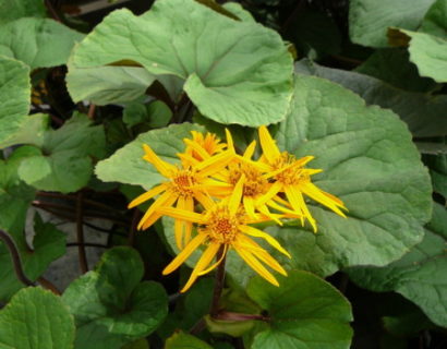 Ligularia dentata ‘Othello’ - Kruiskruid / tongkruiskruid