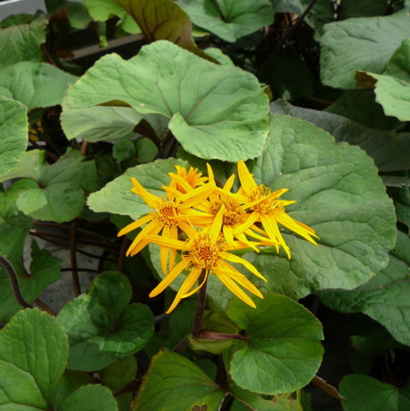 Ligularia dentata ‘Othello’ (grote pot) - kruiskruid / tongkruiskruid