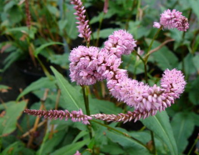 Persicaria amplexicaulis ‘Pink Elephant’  (grote pot) - duizendknoop