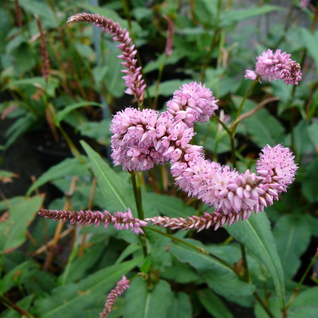 Persicaria amplexicaulis ‘Pink Elephant’  (grote pot) - duizendknoop