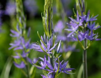 Camassia leuchtlinii ‘Blaue Donau’  (grote pot) - prairielelie, prairiekaars