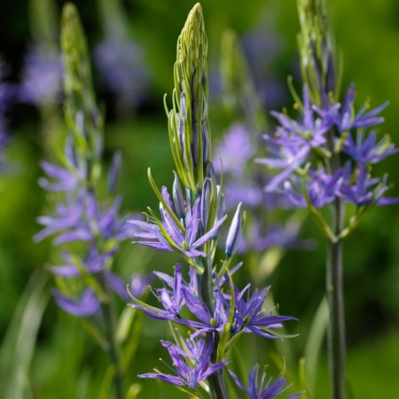 Camassia leuchtlinii ‘Blaue Donau’  (grote pot) - prairielelie, prairiekaars