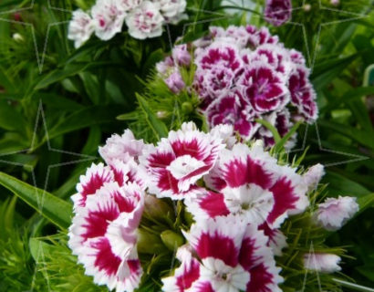 Dianthus barbatus  (grote pot) - tuiltjes / anjer / duizendschoon