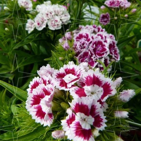 Dianthus barbatus  (grote pot) - tuiltjes / anjer / duizendschoon