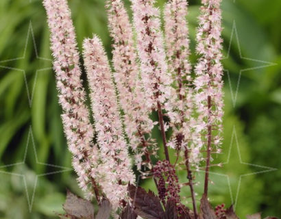 Actaea ramosa ‘Pink Spike’ (grote pot) - zilverkaars / Christoffelkruid