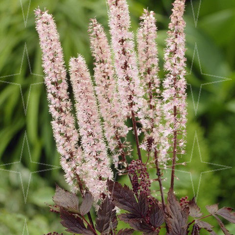 Actaea ramosa ‘Pink Spike’ (grote pot) - zilverkaars / Christoffelkruid