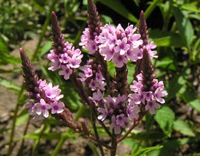 Verbena hastata ‘Rosea’ (grote pot) - ijzerhard
