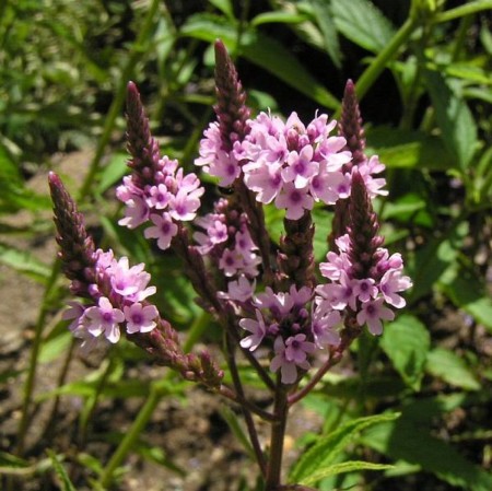 Verbena hastata ‘Rosea’  (grote pot) - ijzerhard