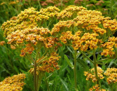 Achillea millefolium ‘Terracotta’ - duizendblad