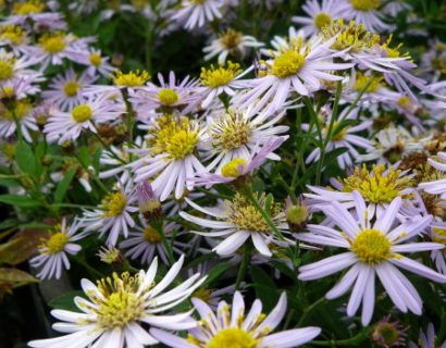 Aster ageratoides ‘Asran’ - herfstaster