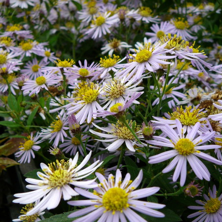 Aster ageratoides ‘Asran’ - herfstaster