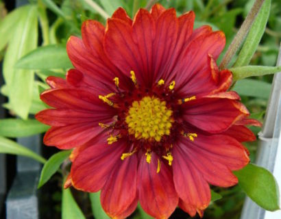 Gaillardia ‘Burgunder’ - kokardebloem