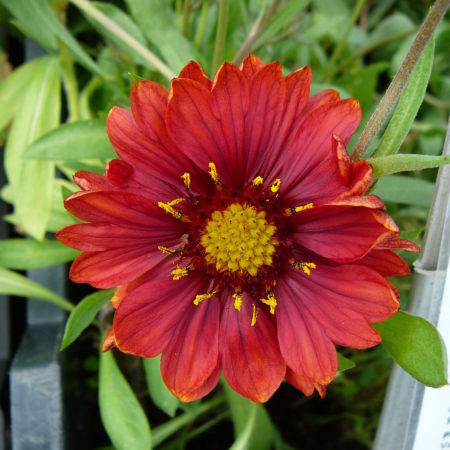 Gaillardia ‘Burgunder’ - kokardebloem