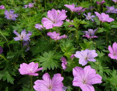 Geranium ‘Blushing Turtle’ (grote pot) - ooievaarsbek