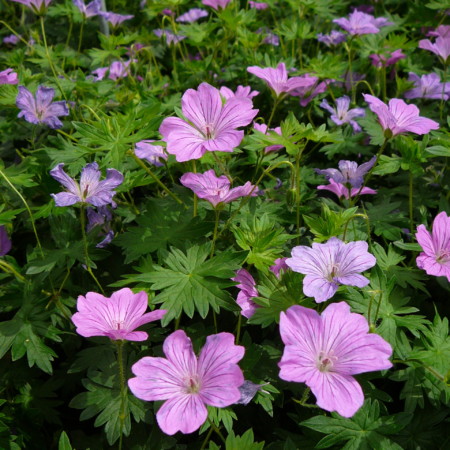 Geranium ‘Blushing Turtle’ (grote pot) - ooievaarsbek