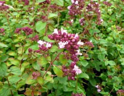 Origanum ‘Rosenkuppel’ - siermarjolein