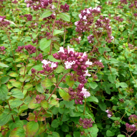 Origanum ‘Rosenkuppel’ - siermarjolein