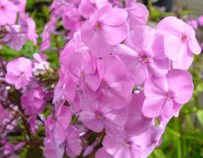 Phlox maculata ‘Alpha’