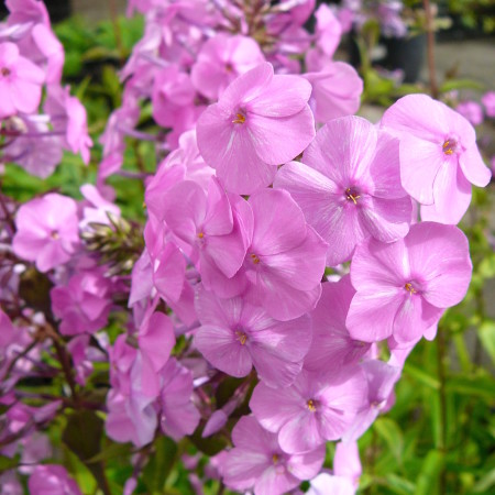 Phlox maculata ‘Alpha’ - vlambloem