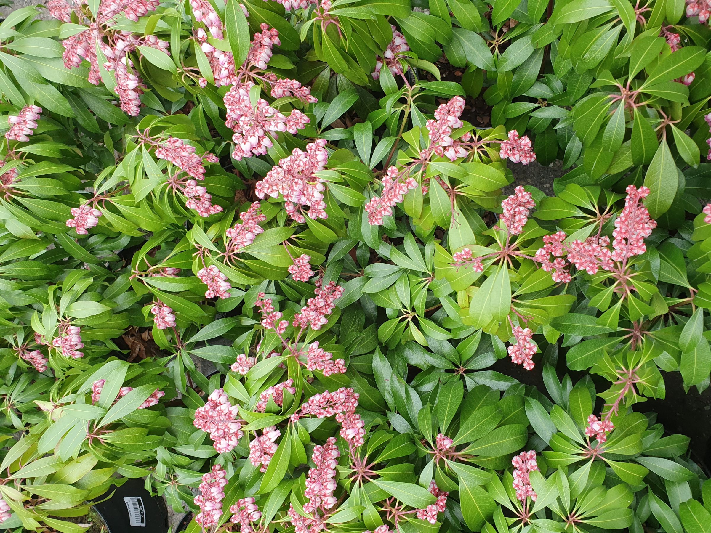 Pieris ‘Katsura’ - Rotsheide