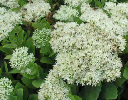 Sedum spectabile ‘Iceberg’ (grote pot) - vetkruid