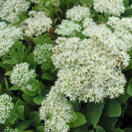 Sedum spectabile ‘Iceberg’ (grote pot) - vetkruid